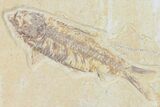 Detailed Fossil Fish (Knightia) - Wyoming #120362-1